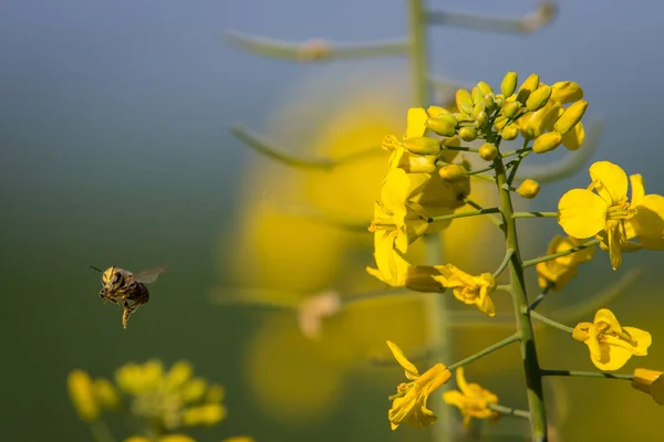 Egy Gyönyörű Természetes Méhecske Repül Sárga Virágokon Virágzik Egy Napsütéses — Stock Fotó