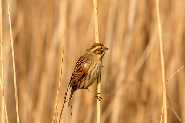 Bruant Roseau Femelle Emberiza Schoeniclus Perché Sur Roseau Norfolk Doré — Photo