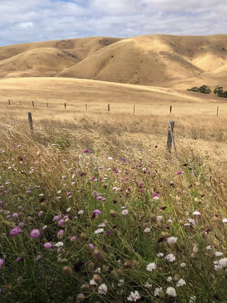 Dramatic Landscape Rolling Hills Countryside Farmland Colourful Wildflowers Dappled Sunlight — Stock Photo, Image