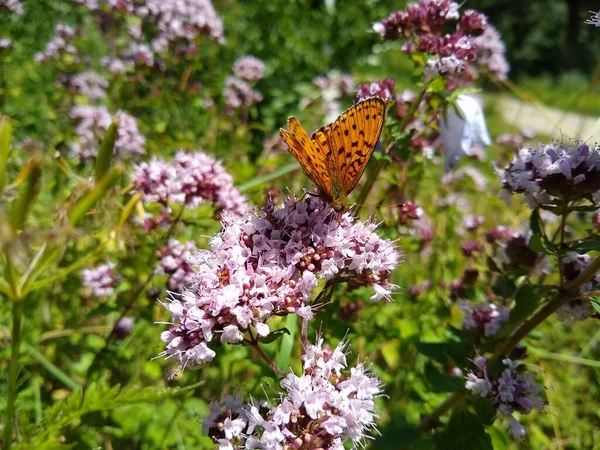 Gros Plan Papillon Brun Prairie Perché Sur Une Minuscule Fleur — Photo