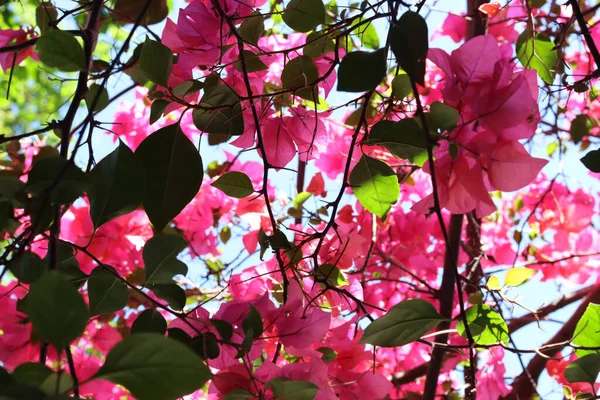 Egy Közeli Kép Gyönyörű Rózsaszín Bougainvillea Glabra Virágok Kertben — Stock Fotó