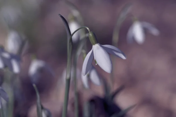 Foyer Peu Profond Fleurs Lait Hiver Dans Jardin Lumière Jour — Photo