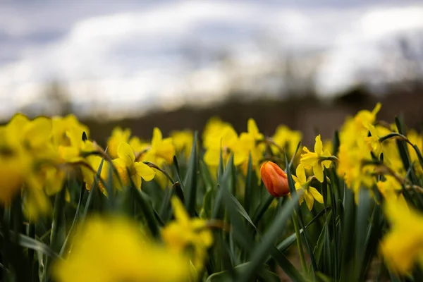 Селективный Снимок Тюльпана Поле Красивых Желтых Цветов Нарциссов — стоковое фото