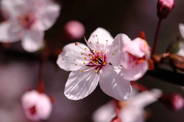 白花盛开的树枝的垂直特写 — 图库照片