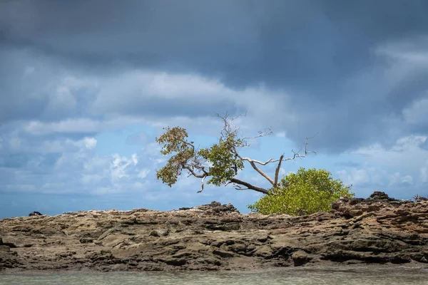 Eine Aufnahme Eines Stürmischen Himmels Über Einem Umgeknickten Baum Auf — Stockfoto