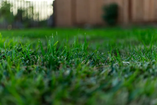 フェンスのある建物に対する芝生の緑の芝生に選択的な焦点 — ストック写真