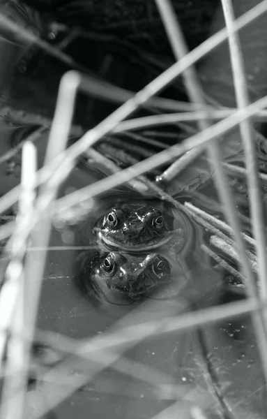 Gri Tonlu Bir Kurbağa Resmi — Stok fotoğraf