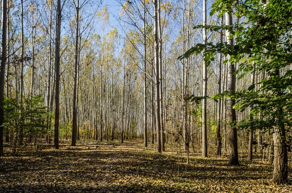 Ein Schöner Wald Mit Hohen Bäumen Einem Sonnigen Herbsttag — Stockfoto