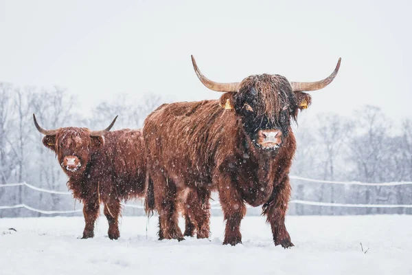 Naturalny Widok Szkockiego Bydła Górskiego Śniegu Zimą — Zdjęcie stockowe