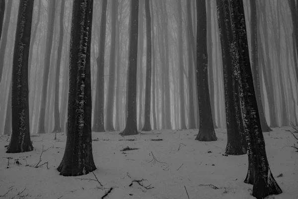 Graustufen Ansicht Eines Nebligen Waldes — Stockfoto