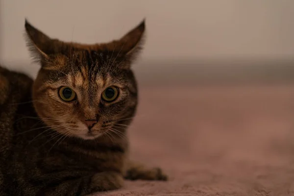 Ένα Κοντινό Πλάνο Μιας Γάτας Που Ποτέ Δεν Κατηγορεί Κάθεται — Φωτογραφία Αρχείου