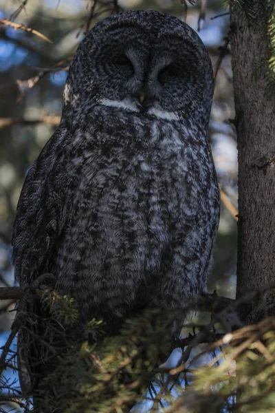 Close Shot Great Gray Owl Perched Tree Twig Staring Straight — Stock Photo, Image