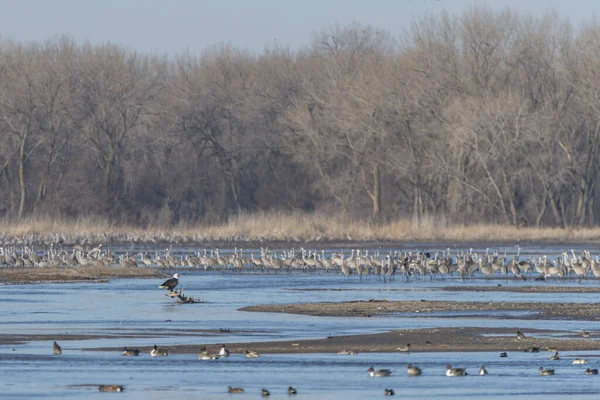 一群沙丘鹤和一只鹰停在湖畔 — 图库照片