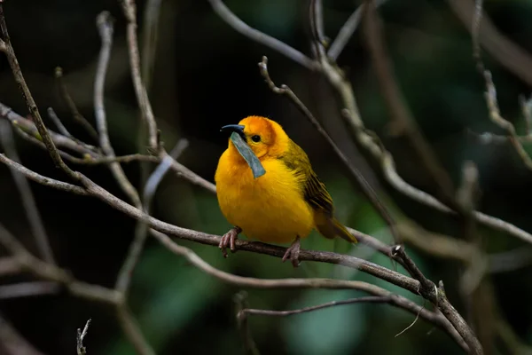 Eine Flache Fokusaufnahme Eines Östlichen Goldwebers Auf Einem Ast — Stockfoto