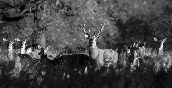 Grayscale Röda Rådjur Grupp Skogen — Stockfoto