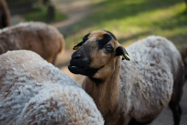 Eine Nahaufnahme Von Schafen Auf Einem Bauernhof — Stockfoto