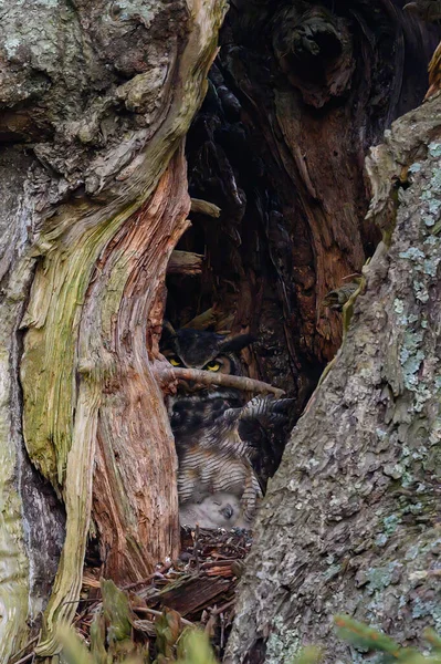 Μια Κοντινή Φωτογραφία Μιας Κουκουβάγιας Που Φωλιάζει Τις Κουκουβάγιες Της — Φωτογραφία Αρχείου