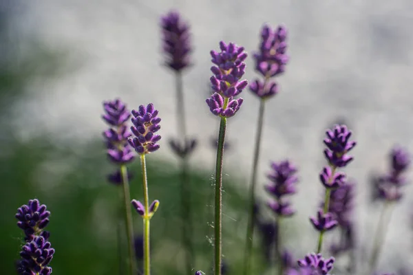 Close Botões Hastes Lavanda Azul Com Fundo Embaçado — Fotografia de Stock