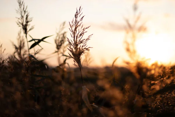 日没の間に草のクローズアップショット — ストック写真
