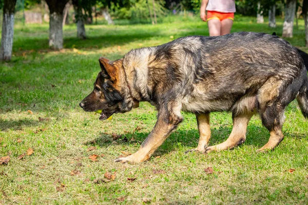 Bir Alman Çoban Köpeği Bahçede Topla Oynuyor — Stok fotoğraf