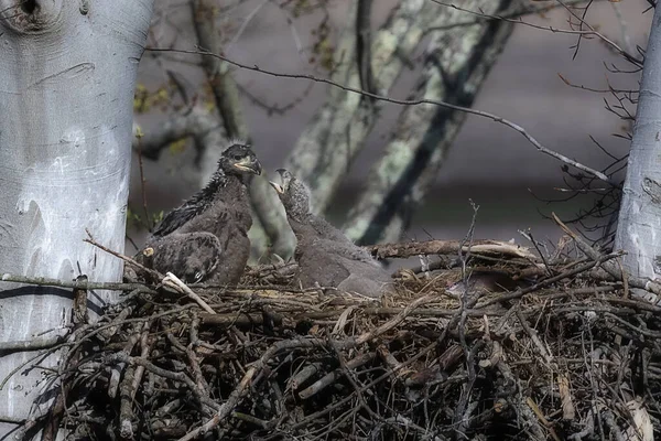 Eine Nahaufnahme Von Weißkopfseeadlern Einem Nest Einem Baum — Stockfoto