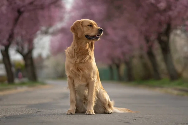 Неглибокий Фокус Золотошукача Собаки Сидить Парку Квітучими Деревами Задньому Плані — стокове фото
