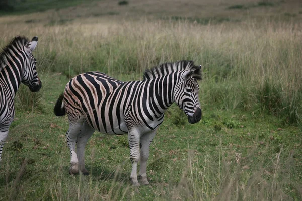 Eine Herde Zebras Der Wildnis — Stockfoto