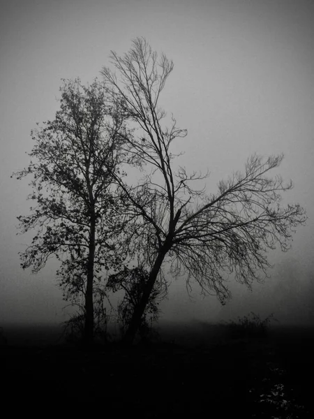 Монохромний Вид Дерево Тумані Зимовий Пізній День Створюючи Жахливу Атмосферу — стокове фото