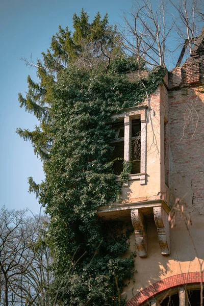 Ένα Παλιό Κτίριο Από Τούβλα Ένα Πράσινο Φυτό Στην Πρόσοψη — Φωτογραφία Αρχείου