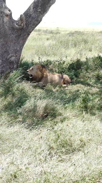 A vertical shot of a lion sitting in a shadow spot under the tree