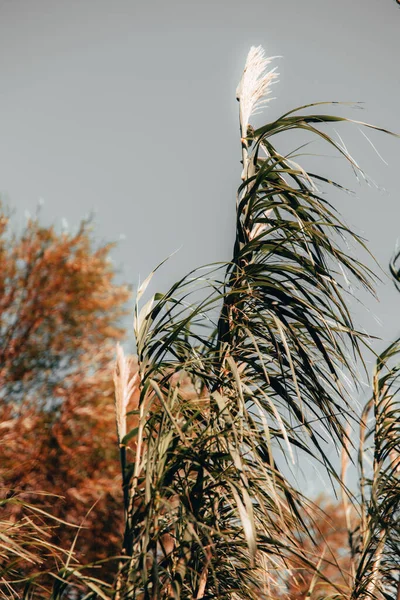 Вертикальный Крупный План Тростника Зелеными Листьями Против Оранжевых Цветных Деревьев — стоковое фото