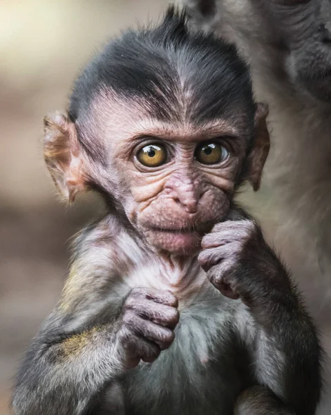 Detailaufnahme Eines Verängstigten Mageren Affenbabys Mit Verschwommenem Hintergrund — Stockfoto