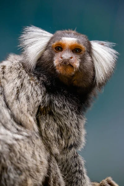 Retrato Vertical Marmoset Común Mirando Cámara —  Fotos de Stock