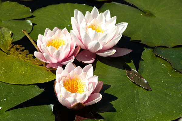 Ένα Κοντινό Πλάνο Όμορφων Λουλουδιών Λωτού Μαξιλαράκια Κρίνου Μια Λίμνη — Φωτογραφία Αρχείου