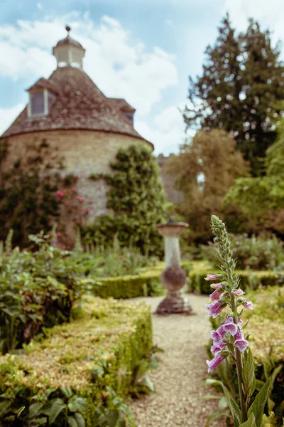 ピンクのフォックスグローブ デジタルフォックスグローブ オックスフォードシャー州のRousham House庭園を背景に中世のドベクトーと — ストック写真