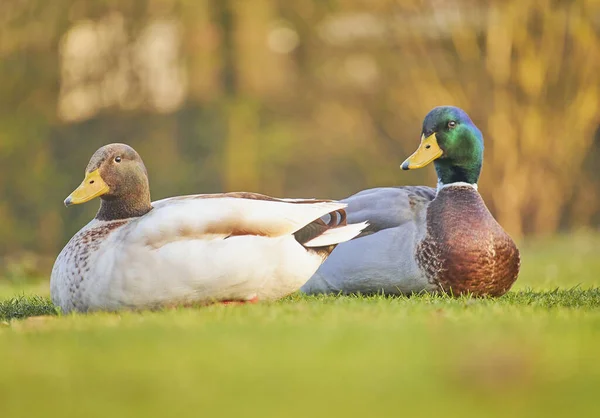 Closeup Shot Mallard Wild Duck Anas Platyrhynchos Grass — Stock Photo, Image