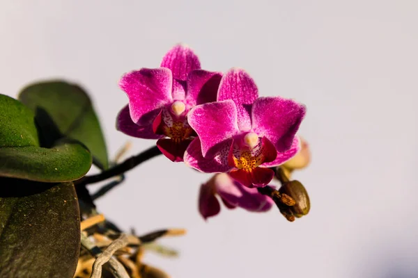 Zbliżenie Strzał Purpurowe Orchidee Kwiaty Kwitnące Ogrodzie Białym Tle Ściany — Zdjęcie stockowe