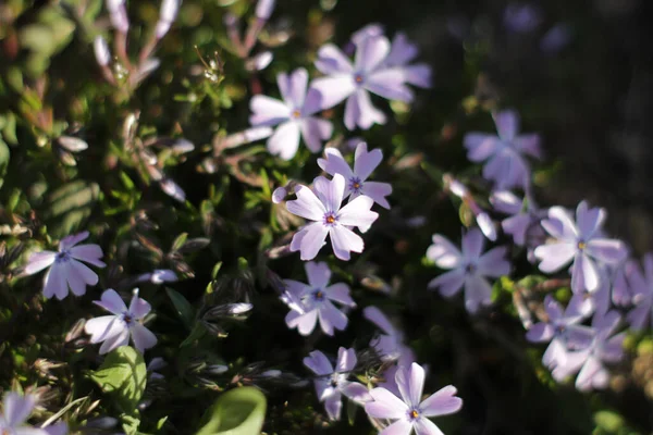 Eine Selektive Fokusaufnahme Von Phlox Subulata Blüten — Stockfoto