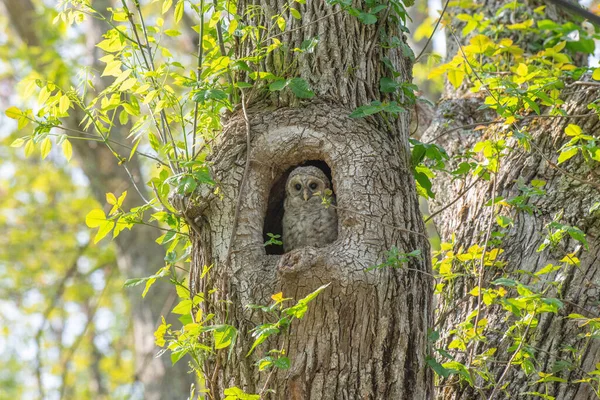 Enfoque Selectivo Búho Agujero Árbol — Foto de Stock