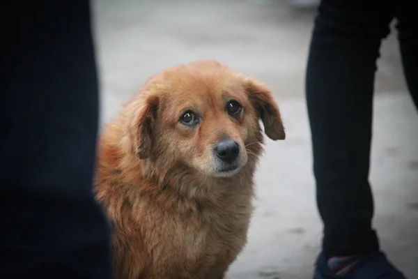 Bulanık Arka Planda Üzgün Bakışları Olan Sevimli Bir Köpek Yavrusu — Stok fotoğraf