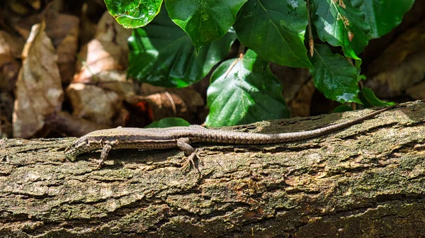 Gros Plan Lézard Sur Tronc Arbre Dans Une Forêt — Photo