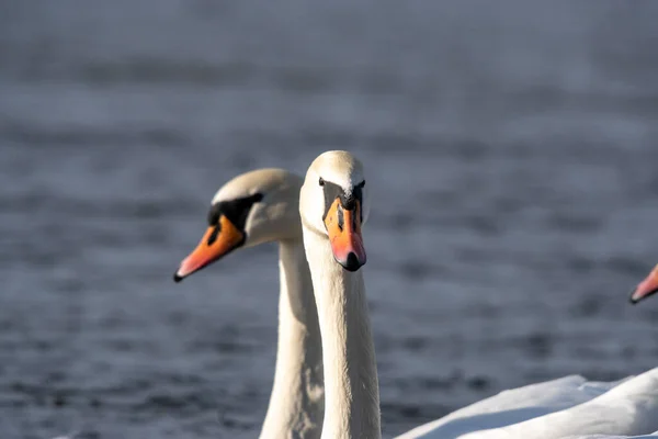 Primer Plano Par Cisnes Mudos Nadando Agua Tranquila Luz Del — Foto de Stock