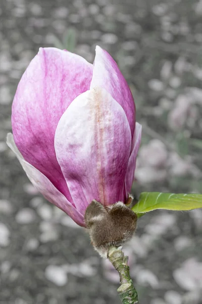 Colpo Verticale Fiore Magnolia Viola Fiore Uno Sfondo Sfocato — Foto Stock