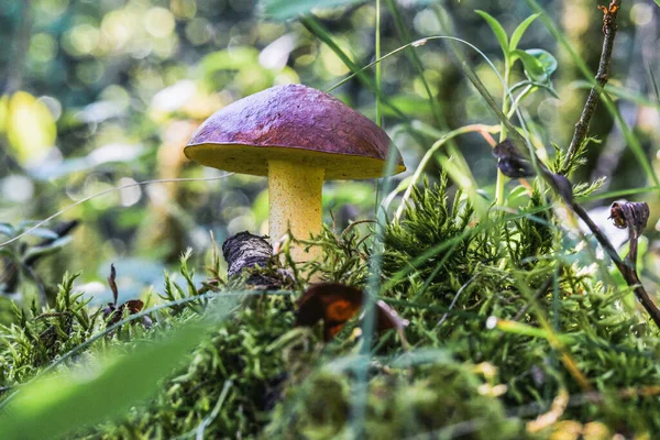 Gros Plan Champignon Dans Forêt — Photo