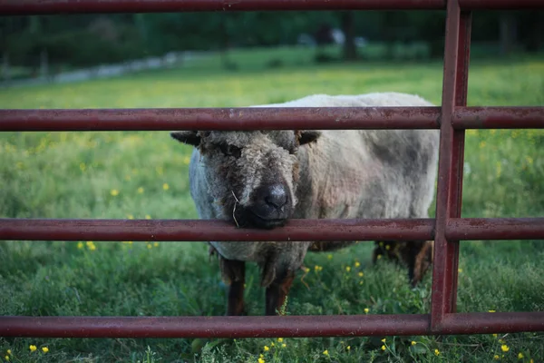 Uma Ovelha Curiosa Pasto Verde Carolina Norte Enfia Sua Cabeça — Fotografia de Stock
