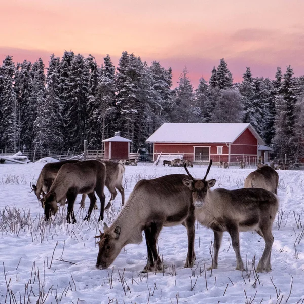 Una Hermosa Escena Invierno Con Renos Pastando Campo Nevado —  Fotos de Stock