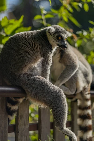 Vertical Shot Lemur Fence Legs Stretched Out — Stock Photo, Image
