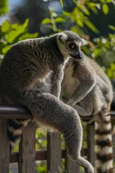 Coup Vertical Lémurien Sur Clôture Avec Ses Jambes Tendues — Photo