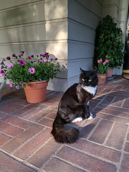 Die Vertikale Aufnahme Einer Schwarzen Süßen Katze Auf Der Veranda — Stockfoto