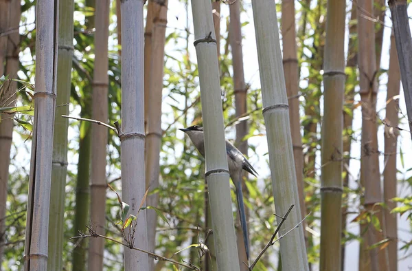 Mangrove Koekoekoek Vogel Achter Bamboe Bomen — Stockfoto